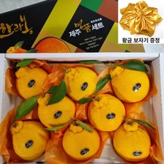 한라봉 TOP01