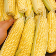 달콘초당옥수수