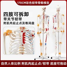해부학 모형 병원 실습생 디스크 경추 인체 골격, 170cm 근육 인대 모델