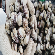 [당일조업 산지직송] 벌교산 새꼬막 1kg (대 상 중 소), 1개, 새꼬막 1kg 70미 내외 (특대)