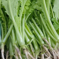 열무-추천-상품