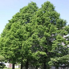 묘목/ 메타세콰이어 실생2년 특묘/ 5주 G0529