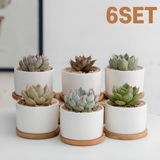 리브코 화이트 다육이 화분 6SET, 6세트 6개