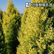 썰프레아 TOP01