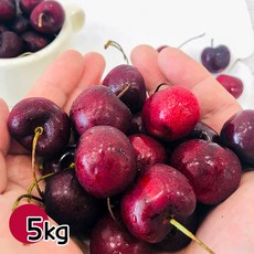 [대용량9.5~10.5Row] 귀족과일 수입산 햇 체리 5kg