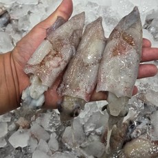 생물 총알한치, 1개, 2kg