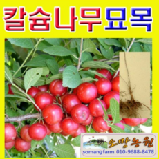 바늘나무두그루카시트