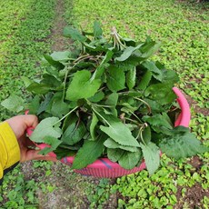 국내산 하동 취나물 노지 1kg 생취나물 참취나물 산취나물