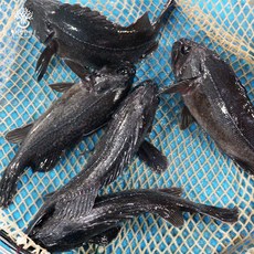 [자연한끼] 삼천포 싱싱 우럭모듬회 매운탕거리 생선회, 1개, 우럭매운탕거리 1kg