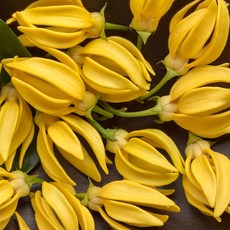 일랑일랑프래그런스오일