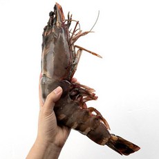 물고기삼촌 킹 블랙타이거 새우 특대 290-350g 35cm 1미,
