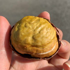 홀라당밤