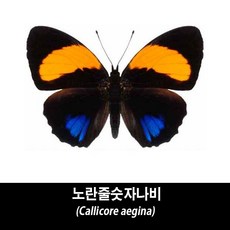 노란줄숫자나비표본-Callicore aegina, 1개