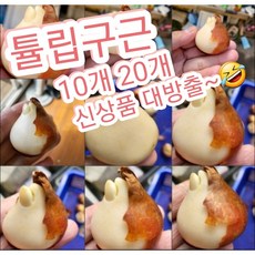 튤립구근 겹꽃포함 10개 20개/사계절 상관없이 튤립꽃을 볼수있어요