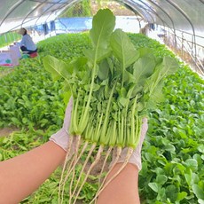 [당일수확] GAP 포천 열무 3종 아기/어린/청춘, 1. 아기열무, 2kg, 1개