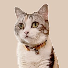 고양이 목줄 실리콘 밴드 네임택 목걸이 이름표, 레드체크,