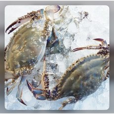 활꽃게1kg