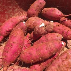 고구마 해남 꿀고구마 3kg 특상, 1개