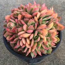 e6ab2d301318fc3fa5691e2f8057c28206f93ff8e7cc3b16ed88927dbc37.jpg