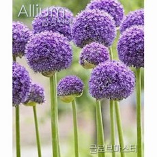 알리움(Allium) 글로브마스터 추식 구근 금강원예