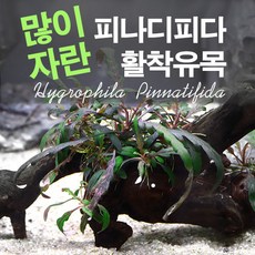 피나디피다 TOP01