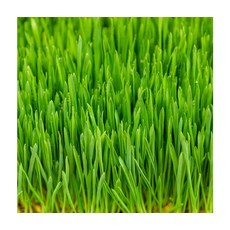 자연에서바로 클렌즈주스 새싹보리 1kg, ONE COLOR, ONE SIZE