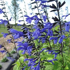 체리세이지 [4포트 복남이네야생화 모종 허브 살비아 세이지 salvia sage] 4개 상품 이미지