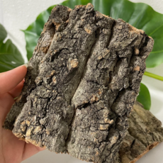 참나무 수피 놀이목 굴피 껍질(10cm) 코르크보드 장수풍뎅이 사슴벌레 크리스티드 게코 굴피판, 10개