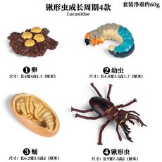 컬렉타사슴벌레
