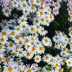 복남이네야생화 aster-왜성쑥부쟁이 [5포트] (8cm포트 아스타 가을꽃 모종)
