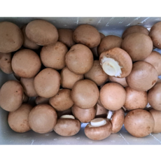 당일발송 국내산 무농약 양송이버섯 1kg 브라운 최상품 특품, 1개