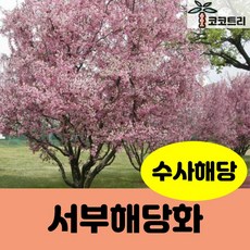 [코코트리] [주당배송비] 서부해당화 묘목, 1개, 서부해당화(수사해당) R4cm