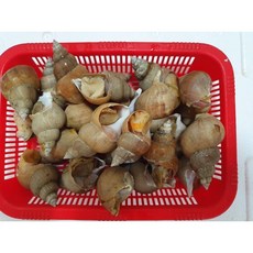 뱃고동(크라운수산)당일 잡아온 뱃고동 입니다.동해안 에서만 맛보실수있는 뱃고동수심200~300m에서 직접 잡은 뱃고동 입니다. .회또는 찜으로 고동 숙회등등, 2kg