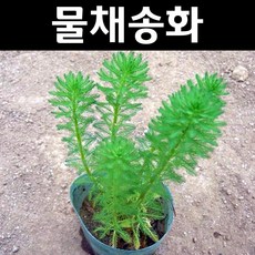 물채송화