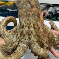 자연애수산 산지직송 통영 여수 자연산 돌문어 (1-4미), 1개, 2kg+초장1세트