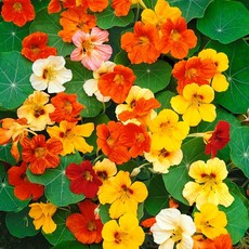 시즌플라워 [초화류]한련화 3개셋트