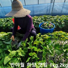 당일재배 산지직송 반야월 하양 깻잎 1kg, 4kg