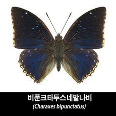 비푼크타투스네발나비표본-Charaxes bipunctatus, 1개