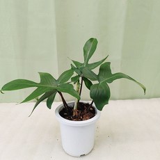 플로리다뷰티