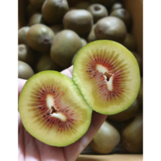 고당도 산지직송 제주 레드키위, 1개, 특대과 5kg