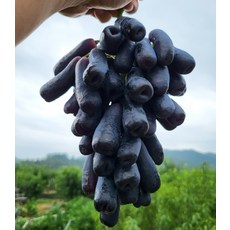 국산블랙사파이어
