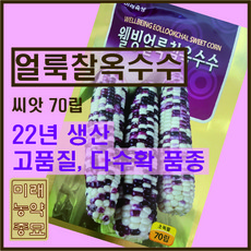 황금찰옥수수