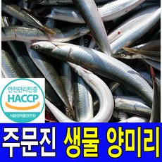 주문진 동해안 새벽에 조업한 싱싱한 생물 양미리 40마리 선주 직배송 HACCP해썹 인증업체에서 가공