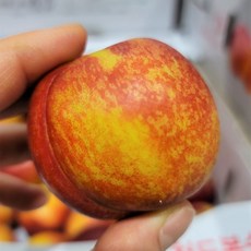 당일선별 천도 털복숭아 딱딱한 딱딱이 복숭아 신선 신비복숭아, 털복숭아 1팩(약400g) 2과