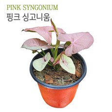 핑크싱고니움 (Pink Singonium) / 수경재배가능 화훼식물, 1개