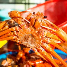 [물맛남] 속초 붉은대게 정품 홍게 3kg 8-9미(수율80-90%) 자숙