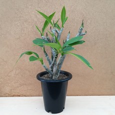[용이네 화원] 플루메리아 러브하와이 250