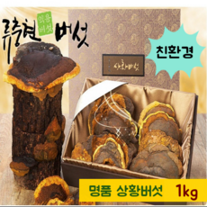 류충현 국산 상황 버섯 1kg 100% 상황버섯균사체 베타글루칸 상황버섯차 뽕나무 목질진흙버섯 펠리누스린테우스 먹는방법 끓이는법 종류 효능 무농약 친환경 인증 명품 선물세트, 1박스, 1000g