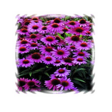 c4cb62bd5f45346ae27af49260833999608a0d5d084484e0b1e6c1d36cfd.png