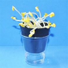 콩나물키우기5인용